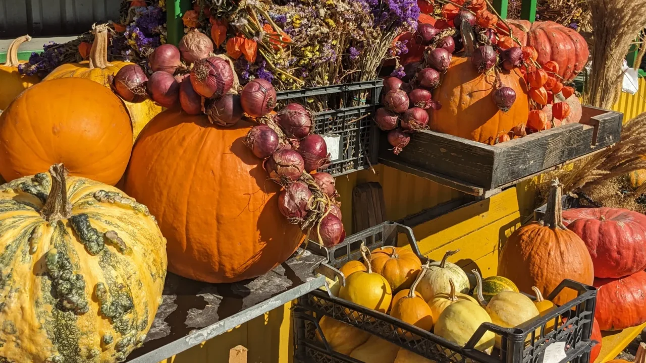 autumn pumpkins on the stall at market