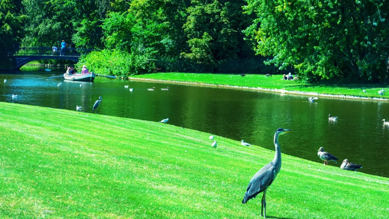beautiful park with a pond ducks and beautiful nature copenhagen