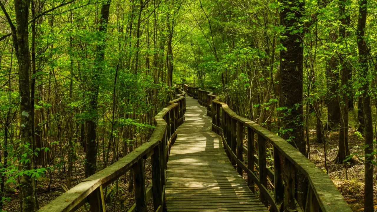 boardwalk trail in congaree national park in south carolina
