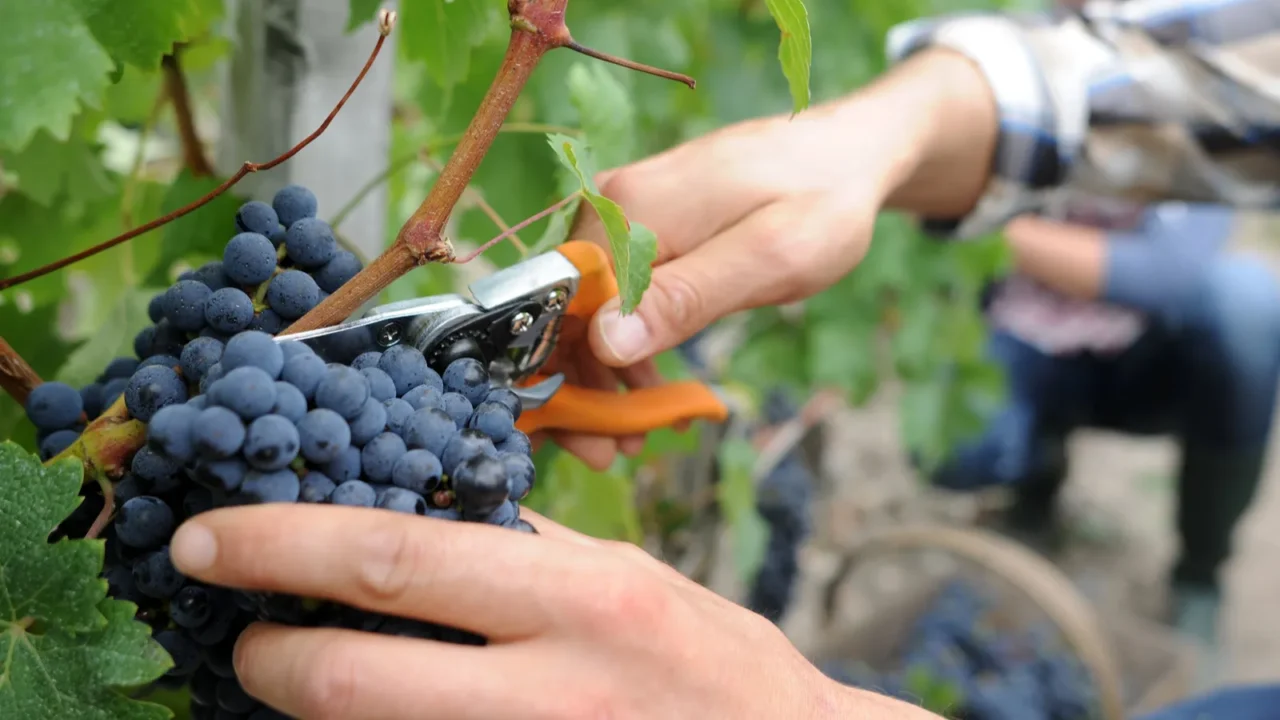 closeup on bunch of grapes being picked from row