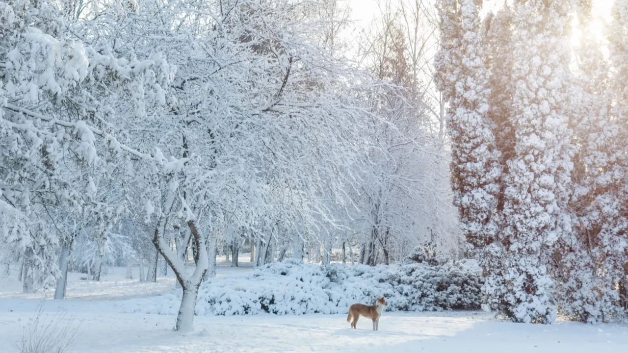 first snow in the city park with trees under fresh
