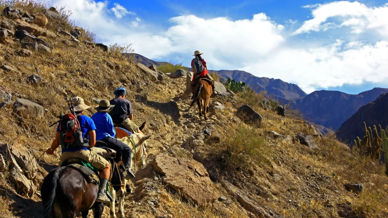 four travelers rides on the donkeys up in the deepest