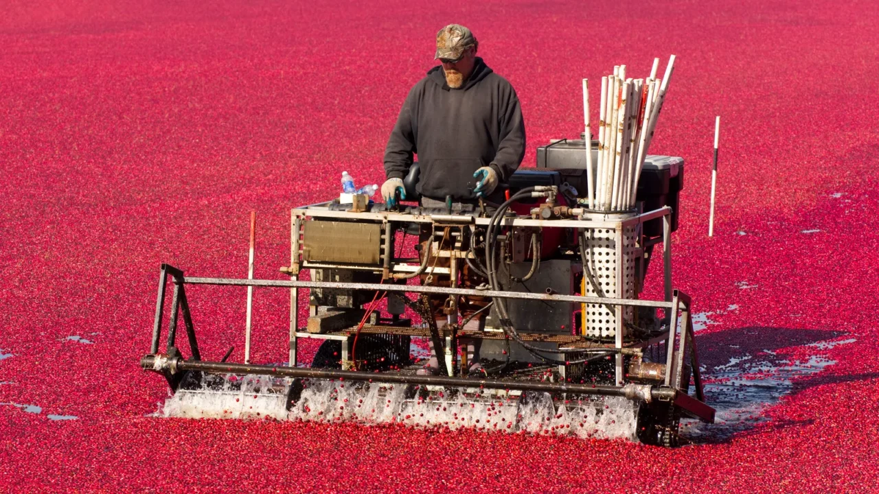 fruit harvest cranberry bog harvested food harvest