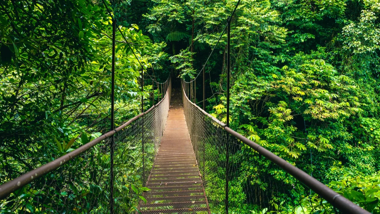 hanging bridge cloud rainforest forest in costa rica