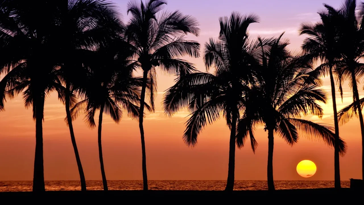 hawaiian palm tree sunset
