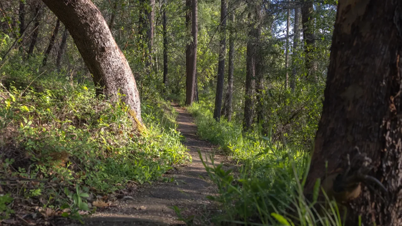 hiking trail in joseph stewart county park in southern oregon