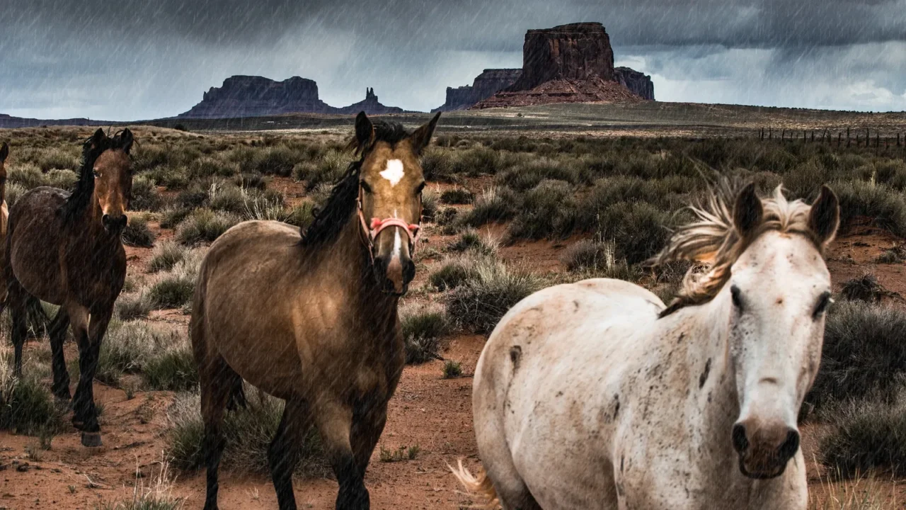 horses in the rain