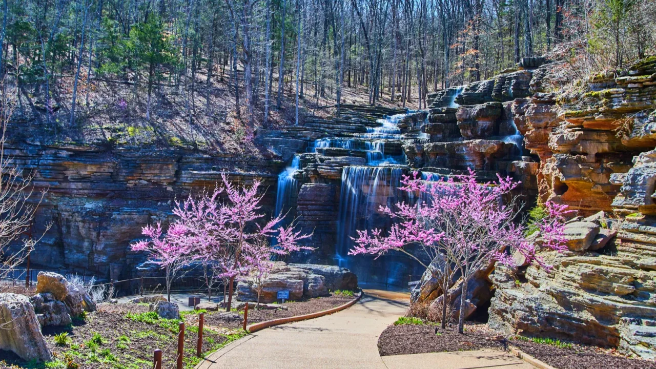 image of paved path leading to waterfalls surrounded by cherry