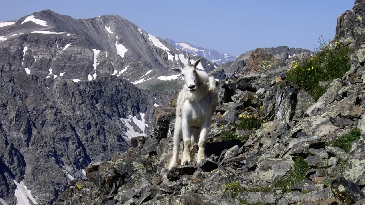mountain goat on the path to quandary peak co 14271