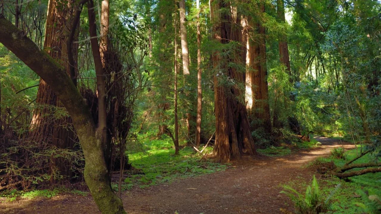 muir forest near san francisco