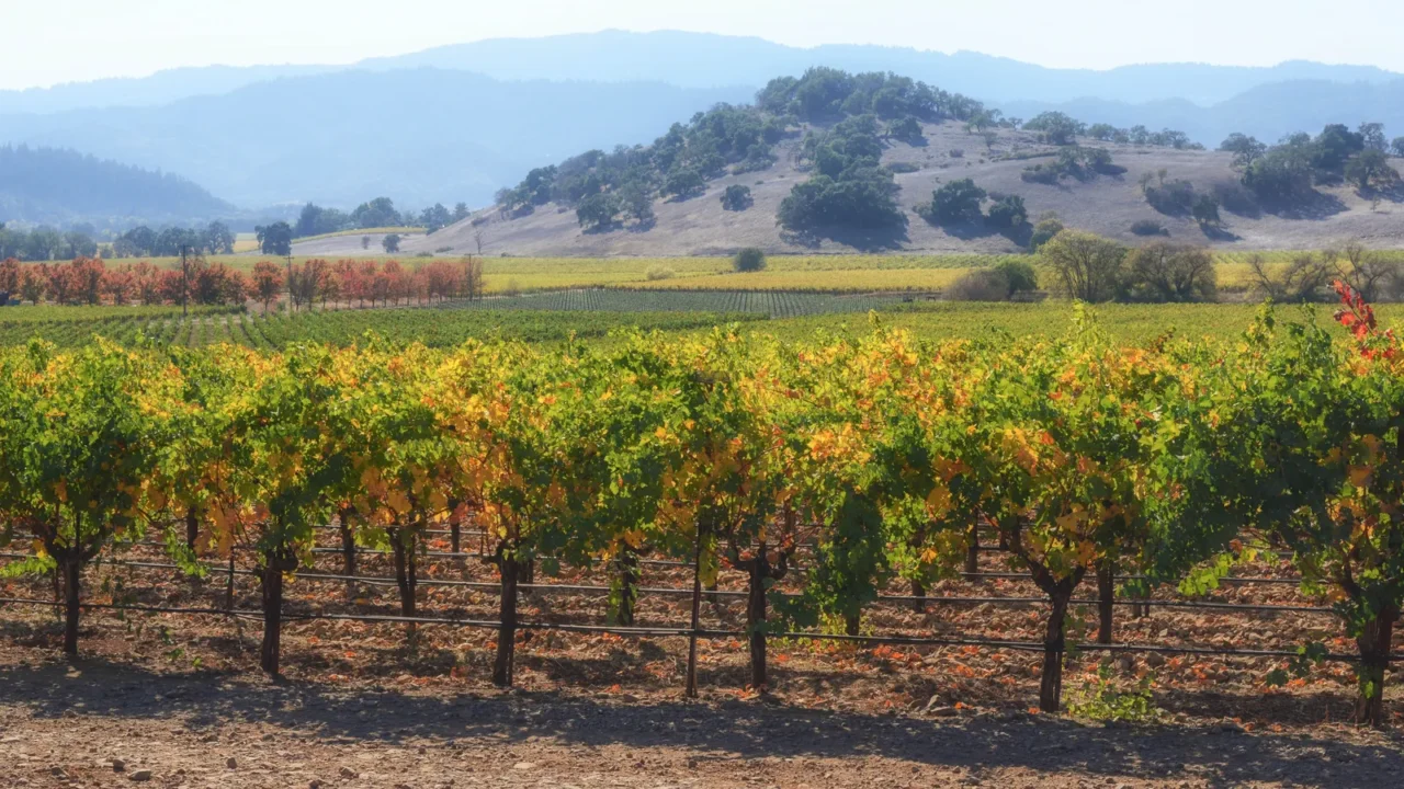 napa valley california vineyard in fall autumn