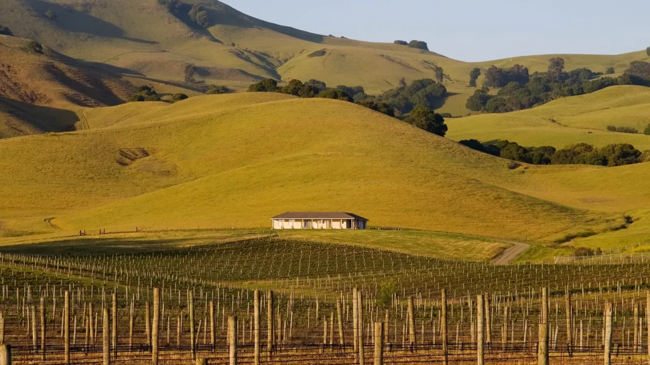 napa valley vineyard at sunset