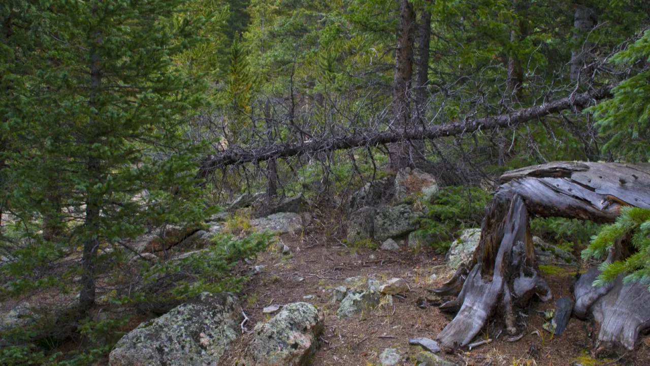 old snag near jefferson lake
