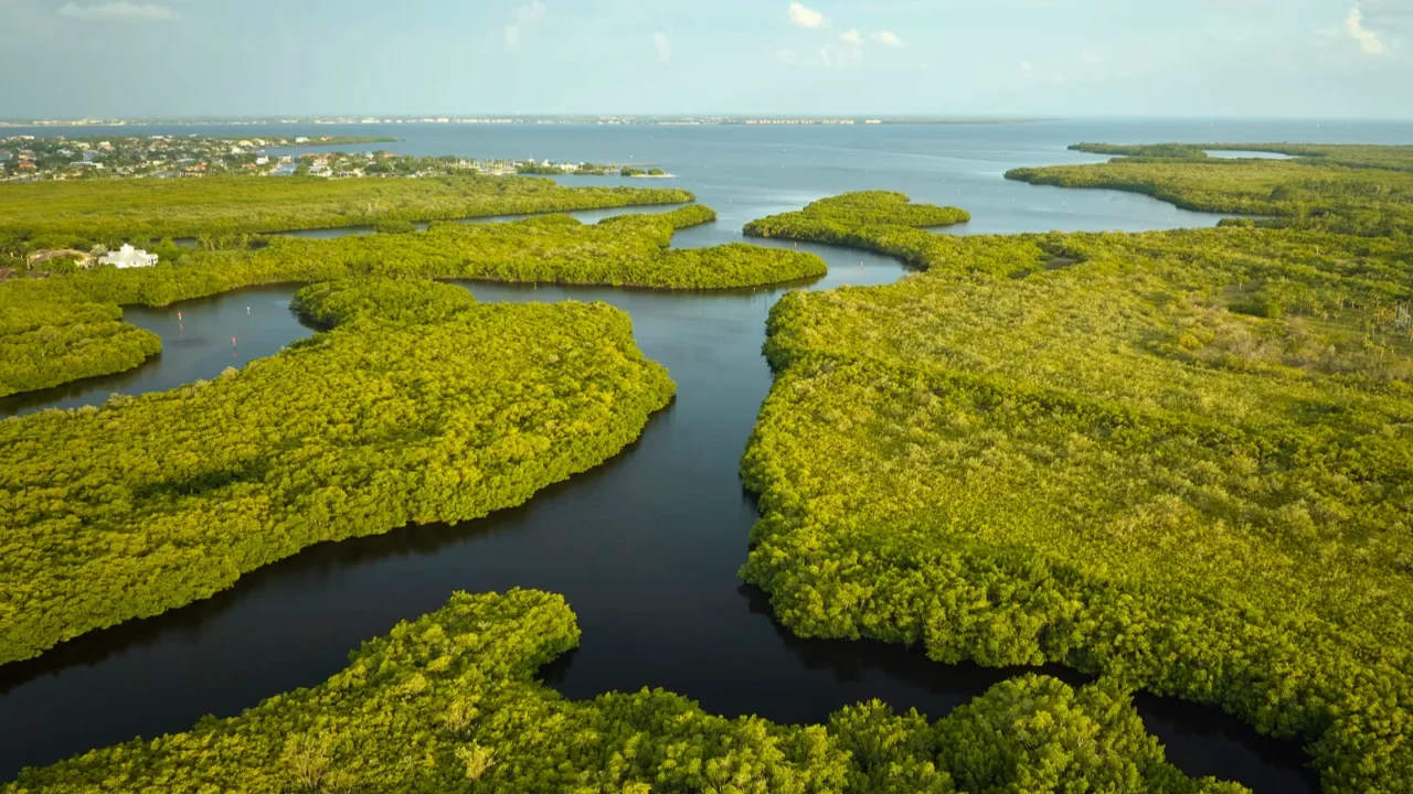 overhead view of everglades swamp with green vegetation between water