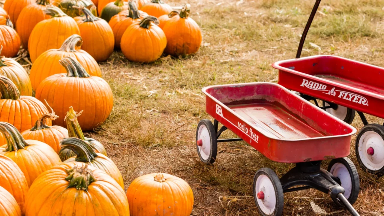pumpkin patch