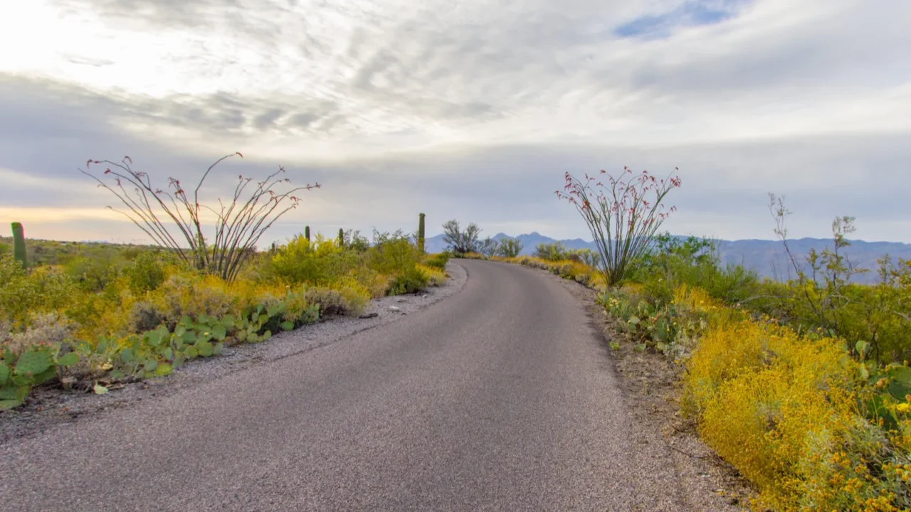scenic desert drive through saguaro national park in arizona winding