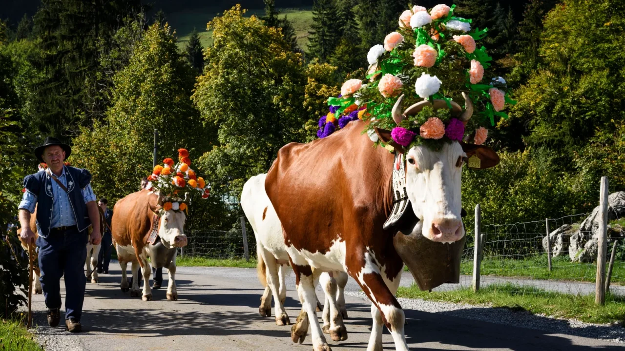 transhumance event in charmey
