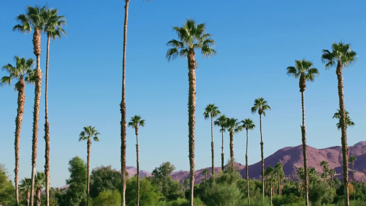 tropical landscape