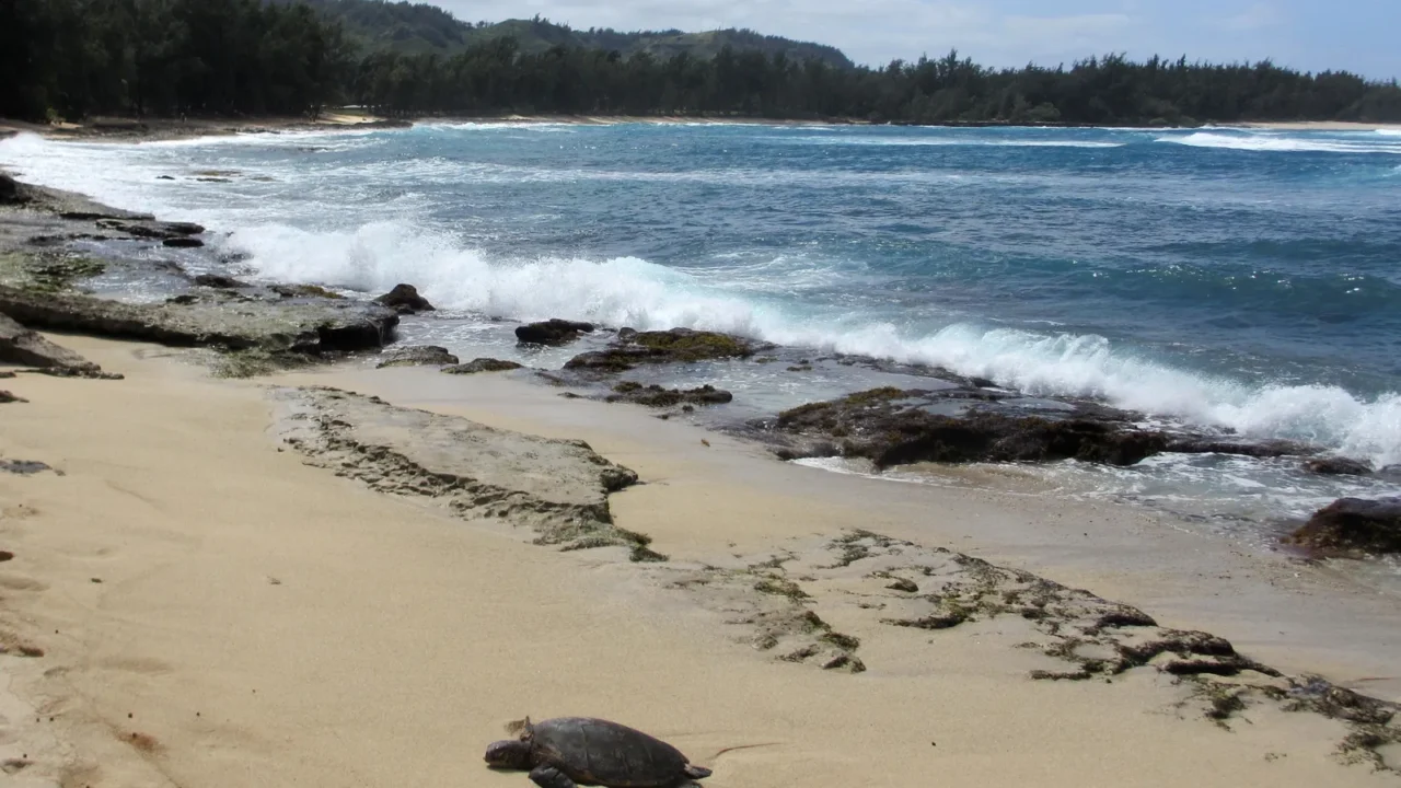 turtle rest on beach as waves crash at turtle bay