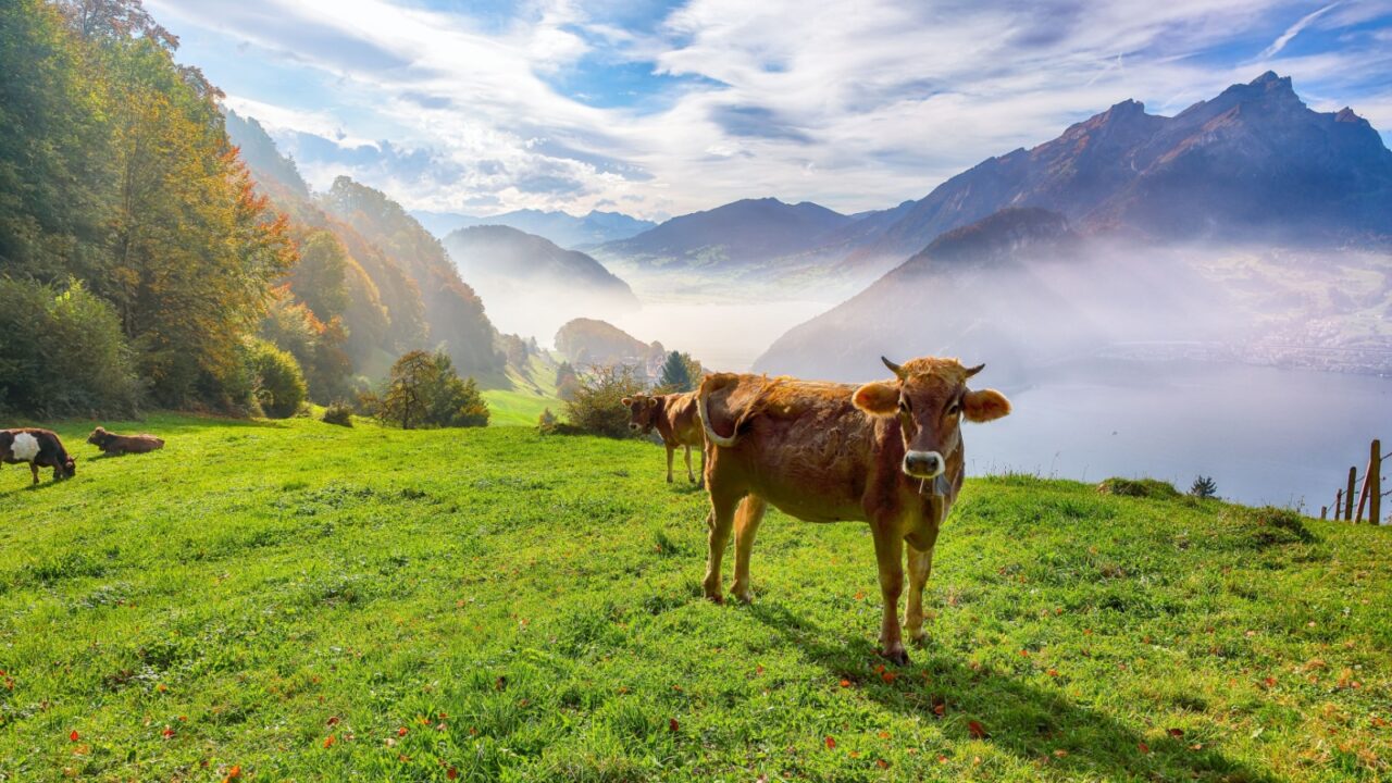 Exciting autumn view on suburb of Stansstad city and Lucerne lake with mountaines and fog. Cows on a mountain pasture. Location: Stansstad, Canton of Nidwalden, Switzerland, Europe