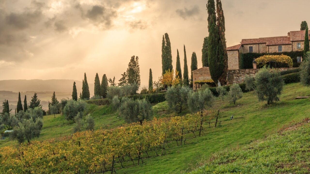 Italy. Tuscany. The Castello Banfi estate, south of Montalcino, borders Val d'Orcia,7,100 acres, vineyards, olive groves, fruit trees (mainly plums), woods and scrub. 2016-11-10