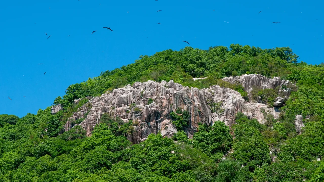 a colony of great fregatebirds fregata minor flying in