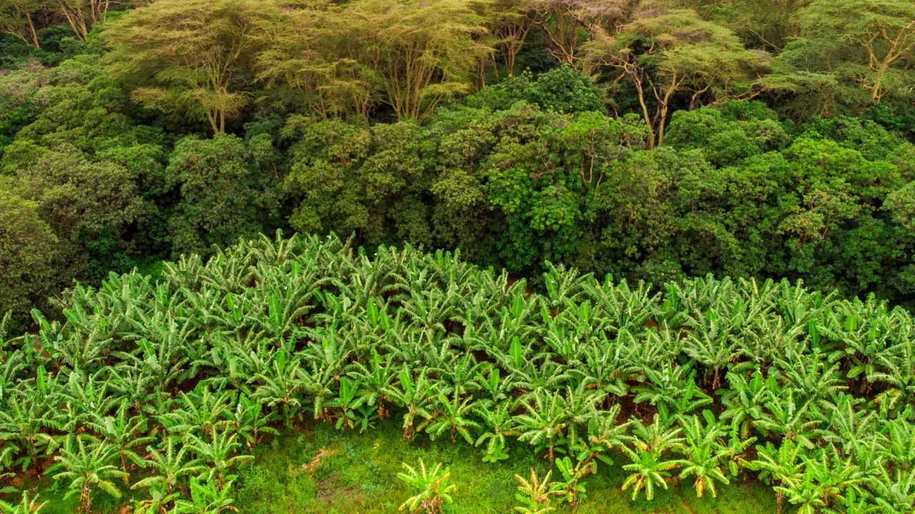 aerial view on banana plantation bordered wit a primal virgin