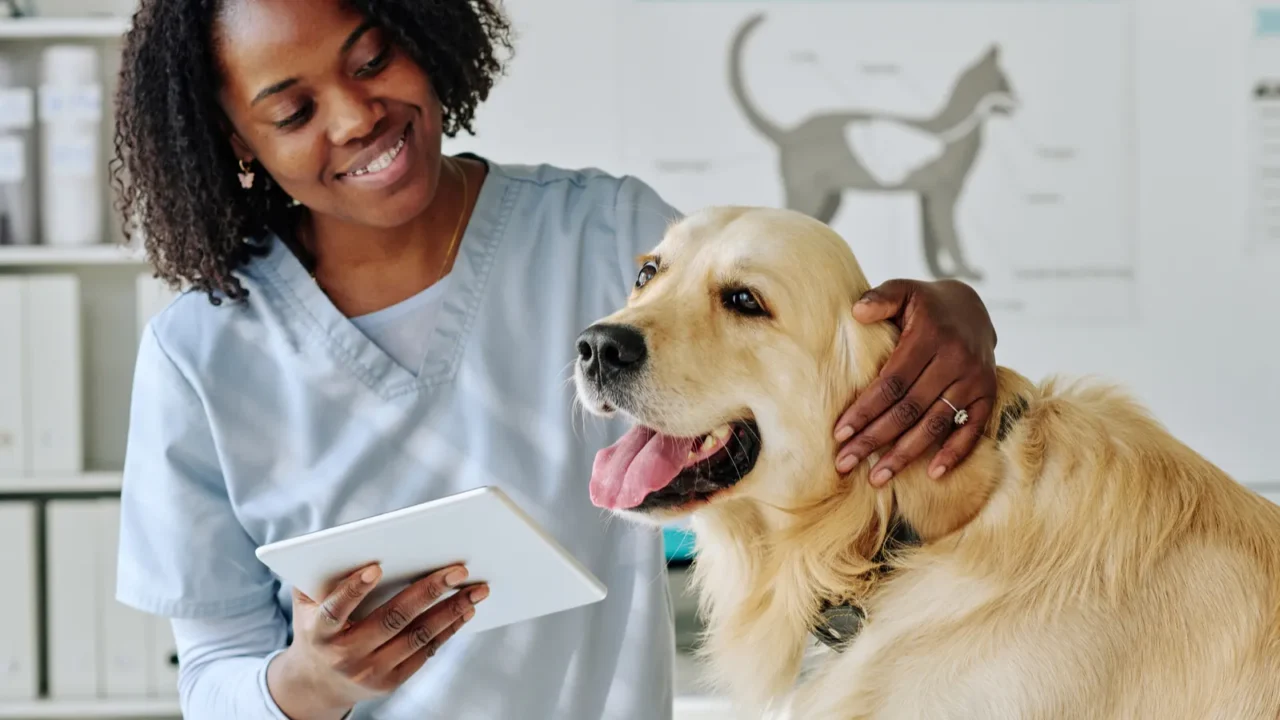 african young vet using digital tablet while communicating with dog