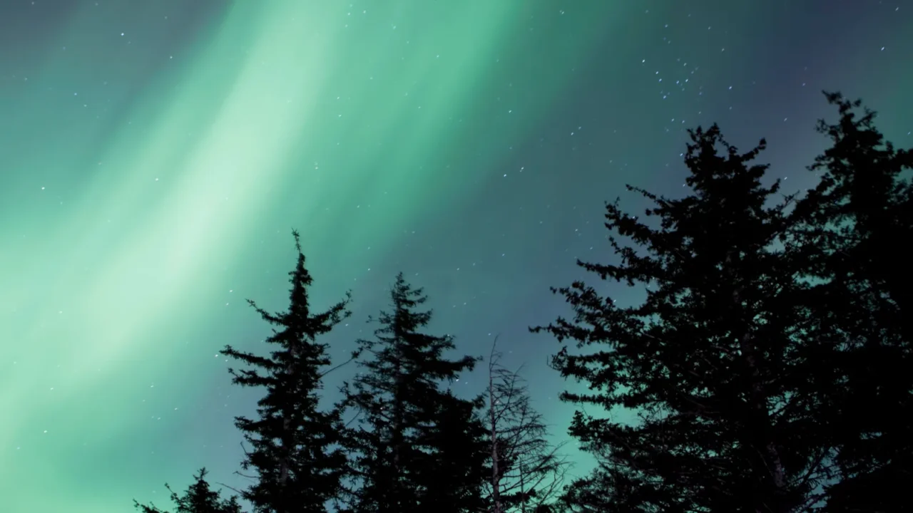 alaskan aurora with trees