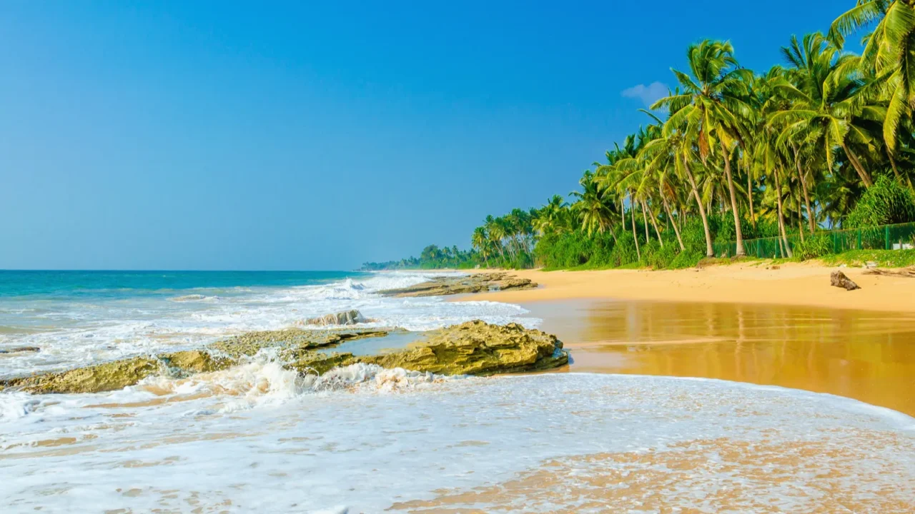 amazing exotic sandy beach andhigh palm trees