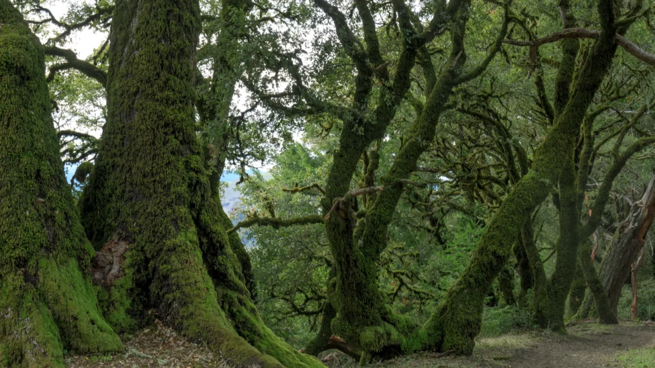 ancient canyon live oaks in russian ridge preserve san mateo