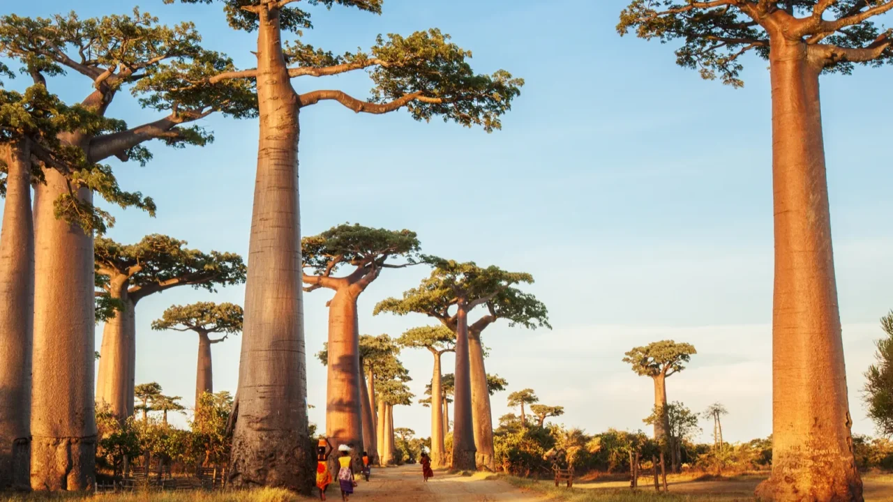 baobabs