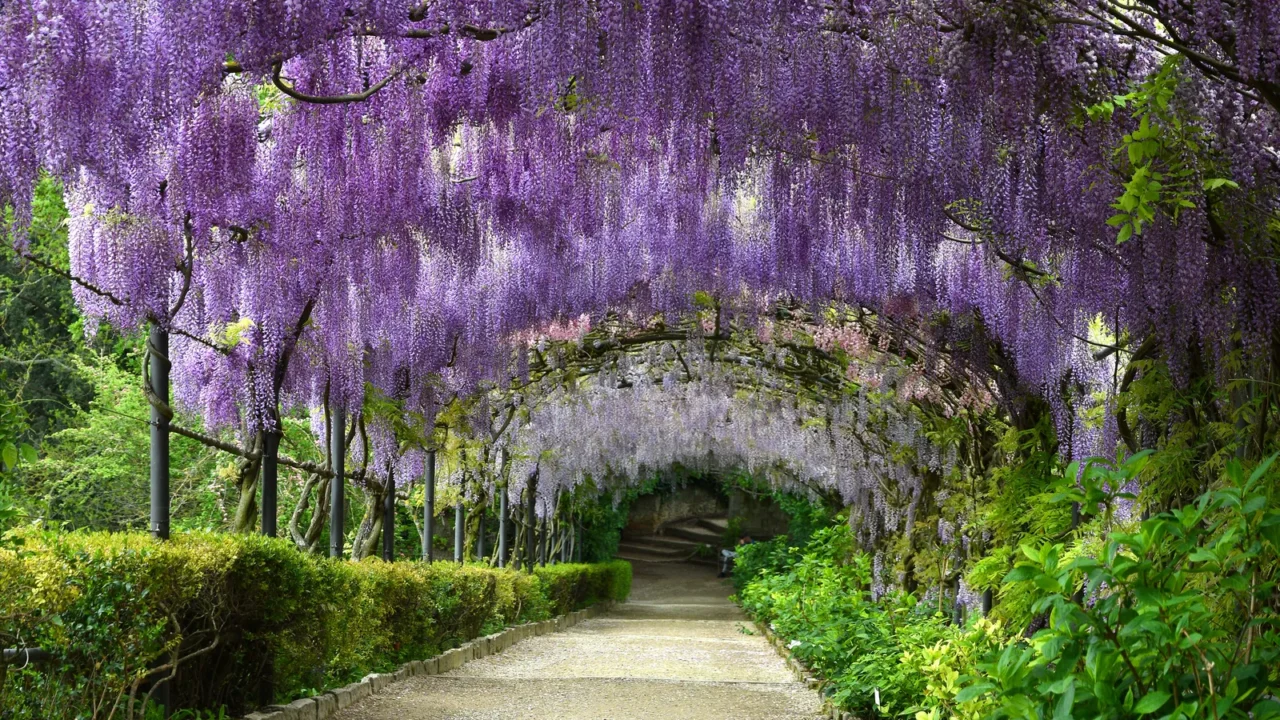 beautiful purple wisteria in bloom blooming wisteria tunnel in a