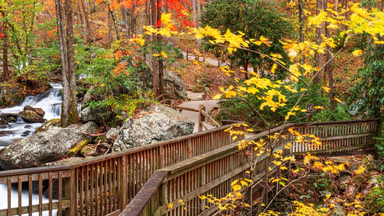 bridge to anna ruby falls georgia usa in autumn