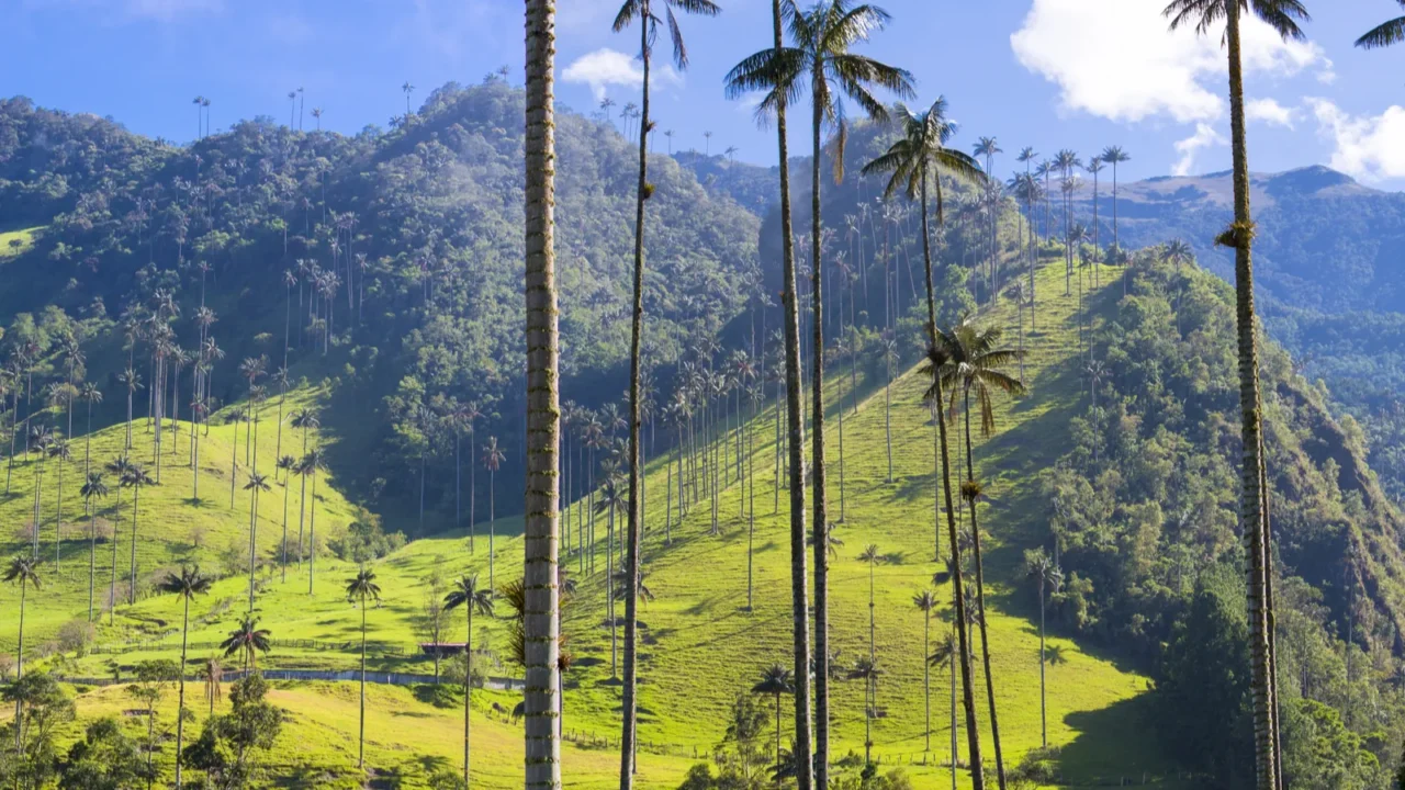 cocora valley with giant wax palms near salento colombia