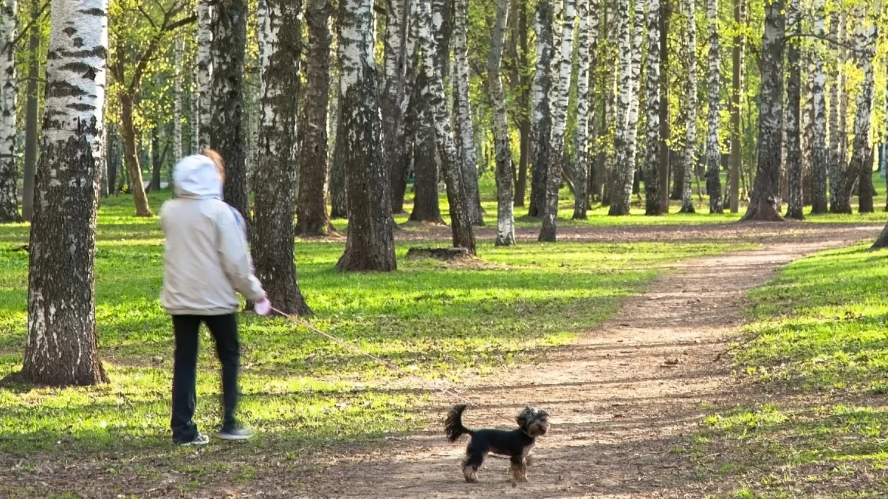 evening walking in sunny spring birch park with first greens