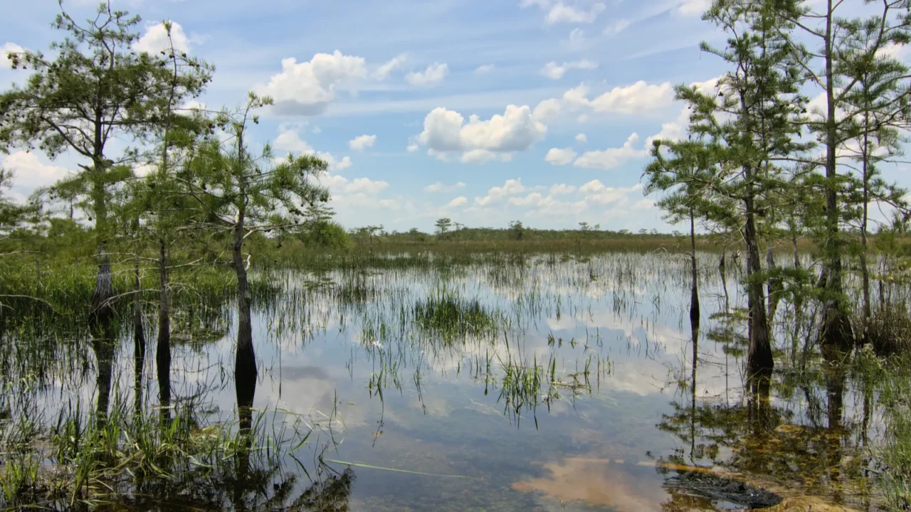 everglades landscape 8