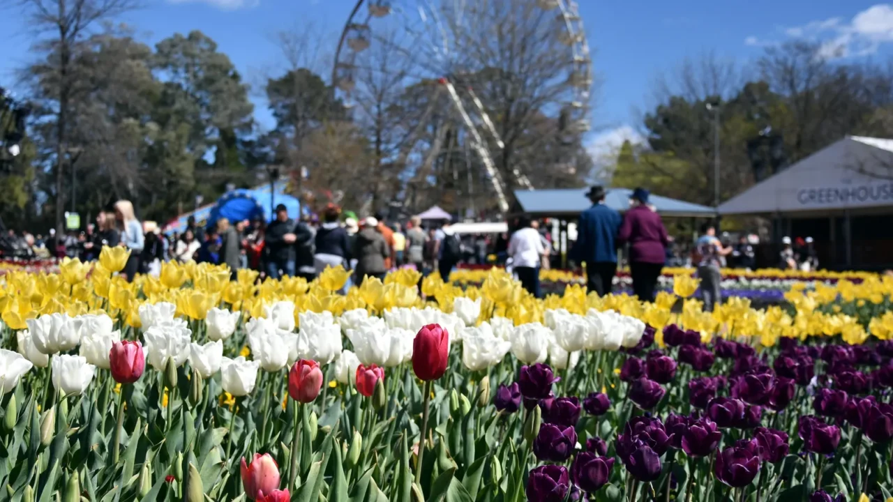focus on masses of tulips in front of the ferris