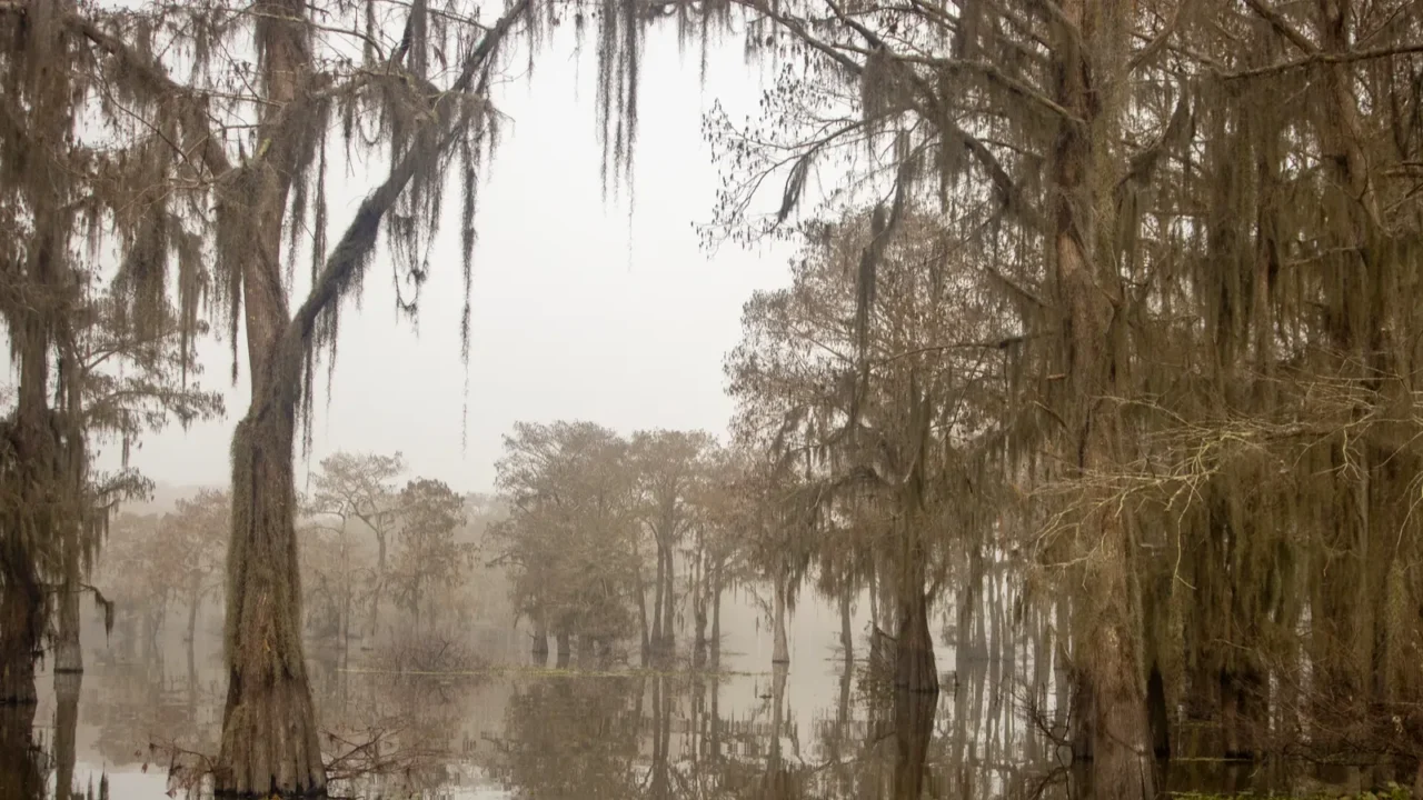 foggy and misty morning in the atchafalaya swamp with cypress