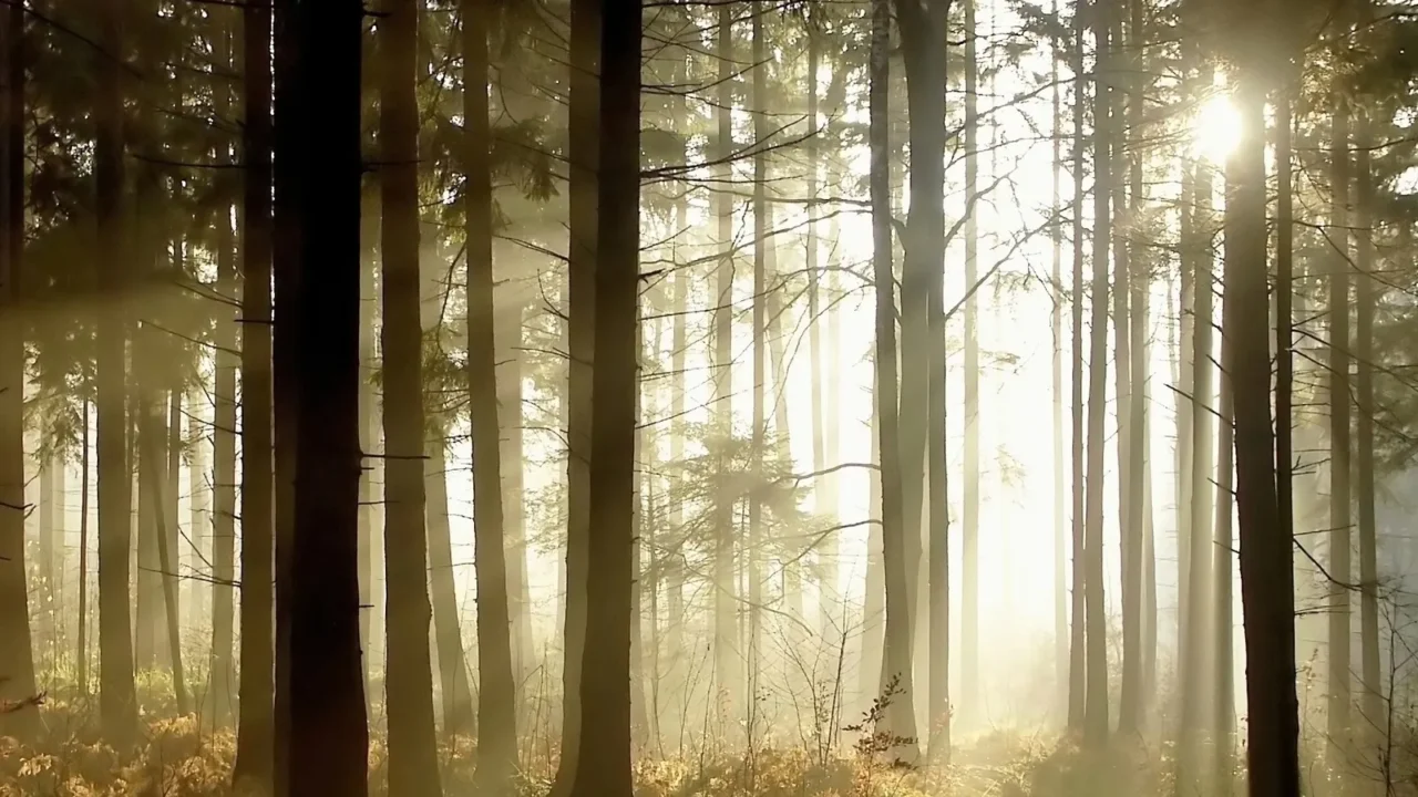 forest path at sunset