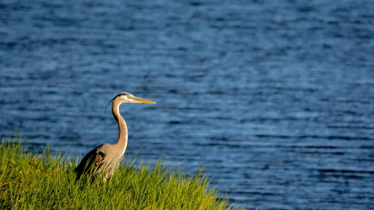 great blue heron looking over okeechobee lake in okeechobee county