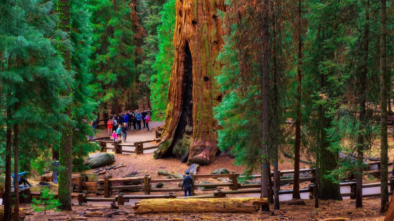 group of tourists by a giant sequoia tree