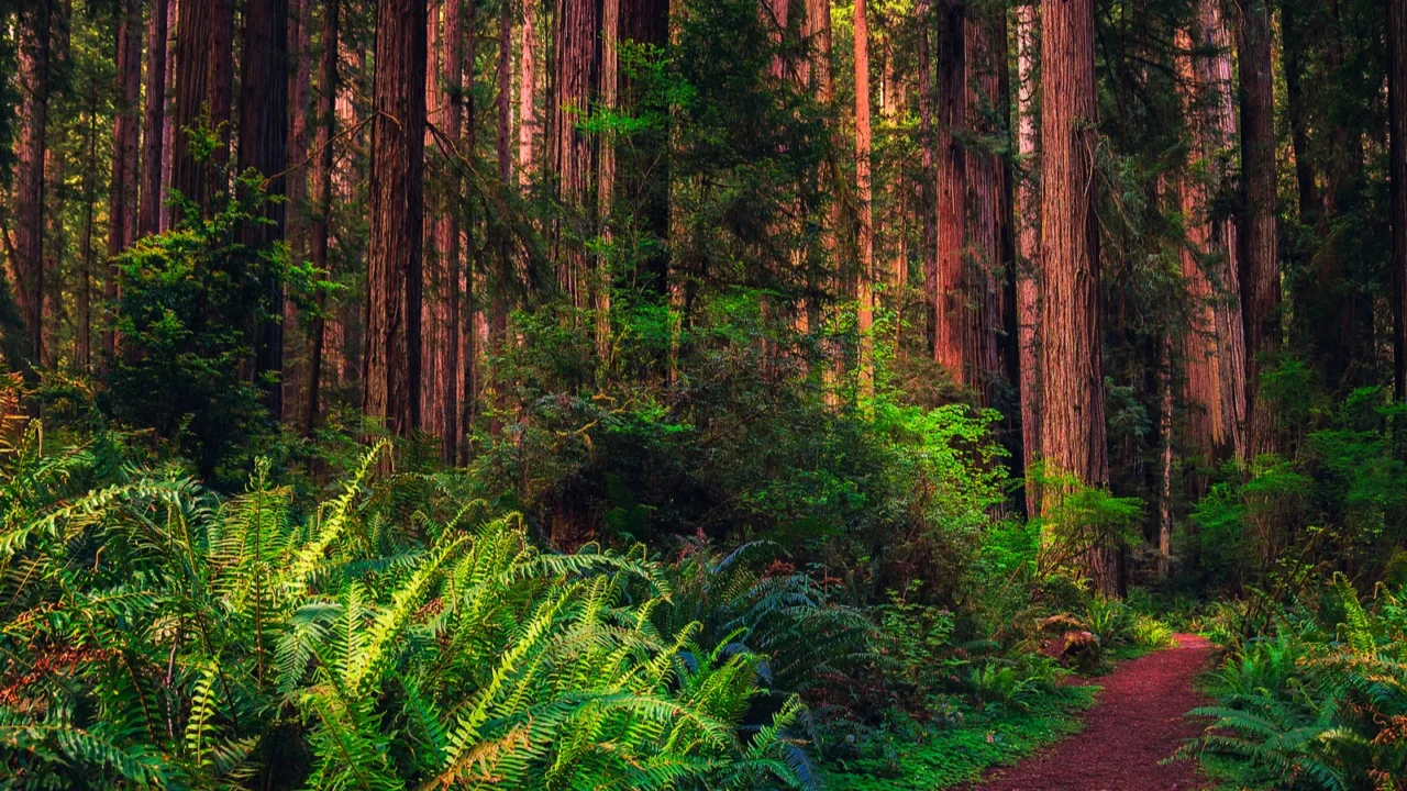 hiking trail through a redwood forest in northern california