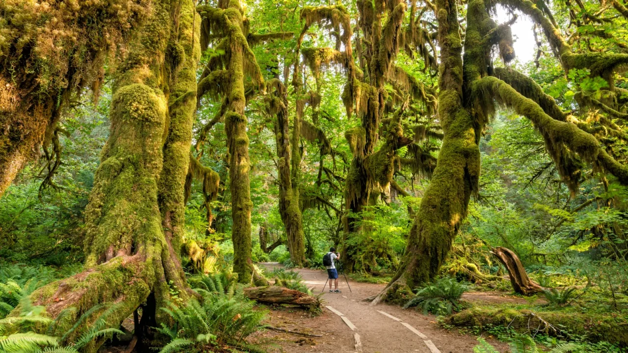 hoh rain forest in olympic national park washington usa
