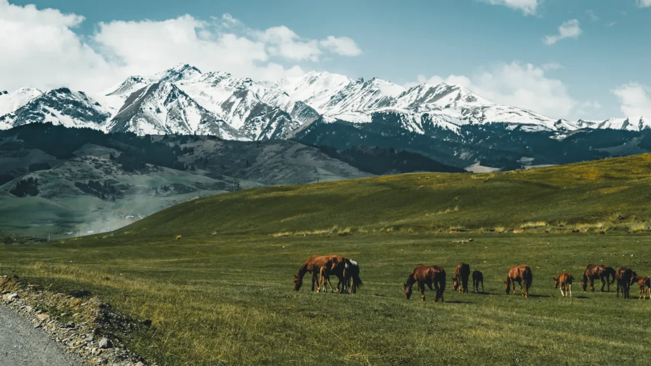 horses street in steppe with tian shan mountains in background