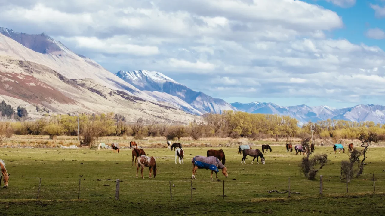 landscape around glenorchy and paradise in new zealand