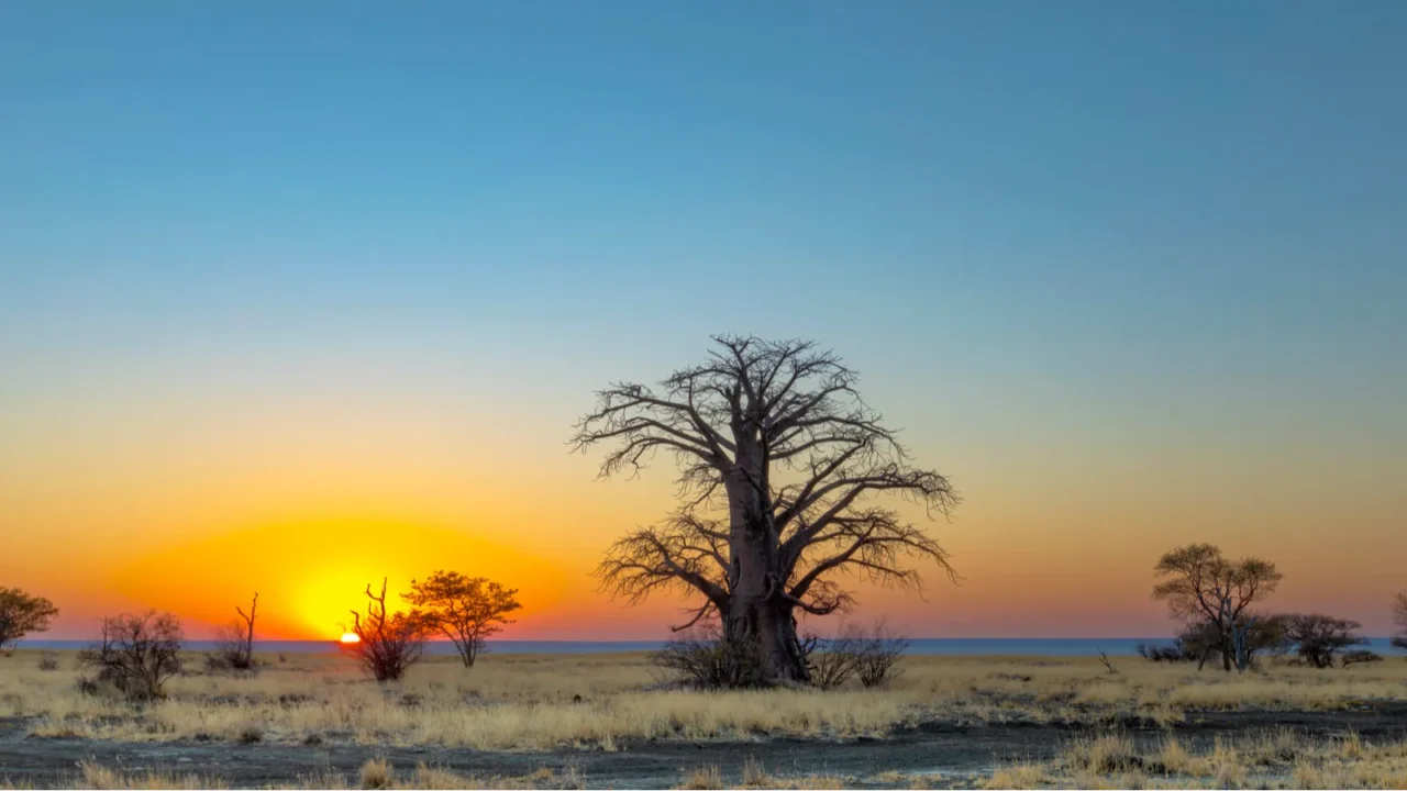 large baobab tree at sunrise on kukonje island