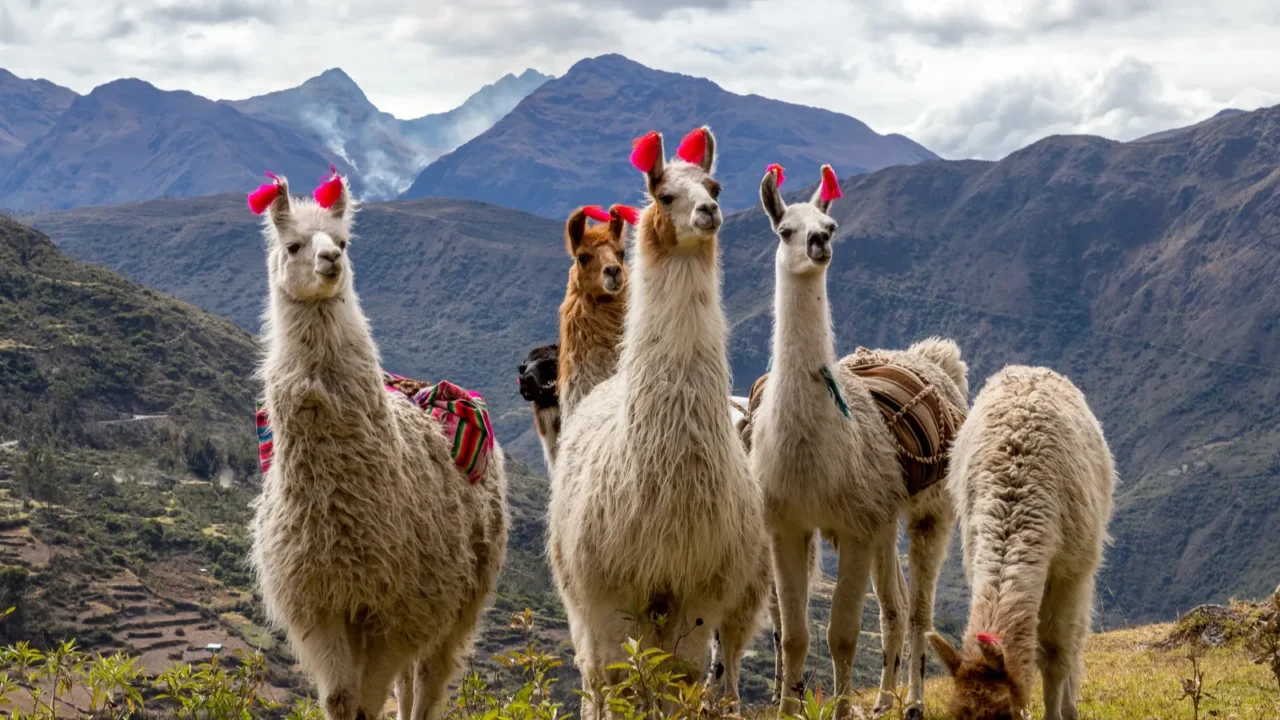 llamas on the trekking route from lares in the andes