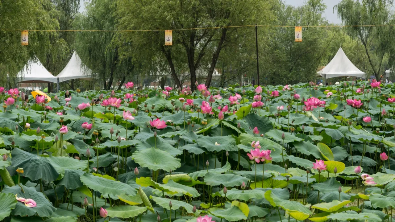 lotus flower pond