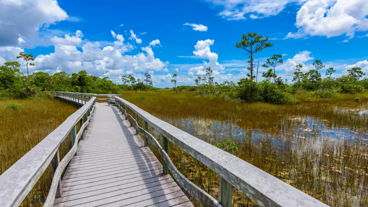 mahogany hammock trail of everglades national park florida usa